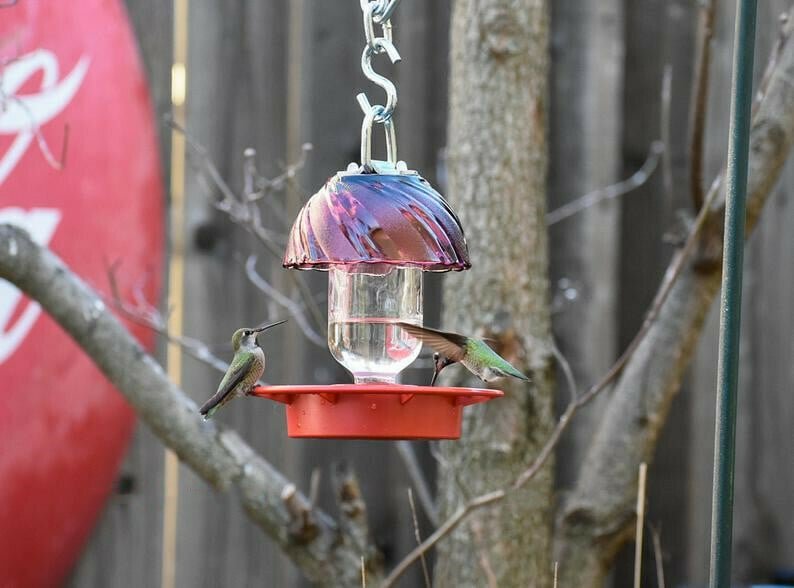 No Drip - Bee Proof Bird Feeder